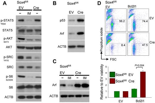 Figure 5. Sox4 regulates survival signaling via Bcl-xL and the PI3K-AKT pathway in Ph+ ALL. Effects of imatinib-treatment (IM) on phosphorylation status of survival signaling molecules (Stat5, AKT, SRC, RPS6) were compared with effects of Sox4 deletion (A). In the absence of Sox4, activation of AKT (p-AKTS473), S6 (p-S6S235/6), and SRC (p-SRCY416) were decreased. Effects of Cre-mediated deletion on protein levels of Arf (in the presence and absence of imatinib-treatment) and p53 were studied by Western blot in panels B and C. In panel D, Sox4fl/fl ALL cells were transduced with an expression vector for Bcl-xL on induction of Cre-mediated deletion of Sox4. The effects of Bcl-xL leukemia cell survival (D) and quantitative analysis (E; P = .004) are shown.
