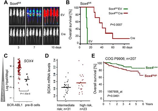 Figure 6. Sox4 promotes leukemic transformation in vivo and is correlated with poor clinical outcome. Sox4fl/fl ALL cells were transduced with 4-OHT–inducible Cre or an empty vector control (EV) and labeled with firefly luciferase. One × 106 cells were injected into sublethally irradiated (2.5 Gy) NOD/SCID mice and leukemic expansion was tracked by luciferase bioimaging (A). In panel B overall survival of transplant recipient mice is shown in a Kaplan-Meier analysis (7 mice per group; P = .0007). The methylation status of the SOX4 promoter was studied (HELP assay20; C) in normal human bone marrow pre-B cells (n = 12) and bone marrow biopsies of human Ph+ ALL (n = 83; P = 1.5 ×10−6; data from ECOG E2993 and ECOG leukemia tissue bank). In panel D, samples from patients with high risk ALL (n = 31) are compared with patients with intermediate risk ALL in relation to their SOX4 mRNA levels (n = 23, P = .07; ALL REZ BFM 2002,12 GSE4698). In panel E, we analyzed clinical and gene expression data from the pediatric ALL trial COG P990614 (GSE36543). Samples from 207 patients were divided into 2 groups according to higher (red curve; n = 103) or lower (green; n = 104) than mean expression of Sox4 among all patients. The Kaplan-Meier analysis of overall survival shows a significant difference between the 2 groups (P = .046; H).