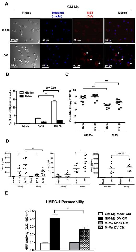 Figure 2. Differential responses of GM-Mφ and M-Mφ to DV infection. (A) Expression of NS3 in DV-infected GM-Mφ. GM-Mφ were infected with mock (C6/36 culture medium) or DV (MOI = 30) for 2 hours at 37°C. At 48 hours after infection, NS3 signals were detected by immunofluorescence staining. First column represents phase; second column, Hoechst 33342 staining; third column, NS3; and fourth column, merge of Hoechst 33342 and NS3. White arrows indicate NS3 in DV-infected cells. Scale bar represents 50 μm. (B) Percentage of NS3-positive cells. DV-infected GM-Mφ and M-Mφ were subjected to immune staining to determine the percentage of NS3-positive cells. Data are the mean ± SEM from 3 independent experiments. **P < .01 (Student t test). (C) Supernatants from DV-infected GM-Mφ and M-Mφ were subjected to plaque assay as described in “Preparation of DV” to determine DV titers. ***P < .001 (Student t test). (D) Cytokines secreted from DV-infected Mφ were determined by ELISA. *P < .05 (Student t test). **P < .01 (Student t test). (E) Permeability change of endothelial cell. HMEC-1 cells grown on the transwell membranes were incubated with supernatants from mock-infected or DV-infected Mφ for 6 hours, then determined permeability change by measuring passed HRP in the lower chamber. Data are the mean ± SEM from 3 independent experiments. *P < .05 (Student t test). Each dot represents an individual donor; and horizontal bars represent mean values for each group. DV5 30 indicates MOI = 5 and 30, respectively; and CM, conditional medium.