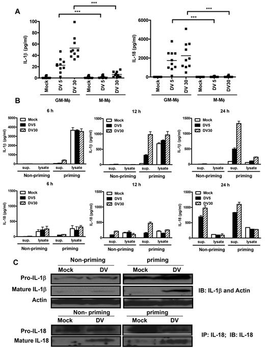 Figure 3. LPS priming enhanced DV-induced IL-1β and IL-18 processing in GM-Mφ. (A) Secretion of IL-1β and IL-18 from DV-infected GM-Mφ. Cytokine levels in DV-infected Mφ were harvested and determined by ELISA. Each dot represents an individual donor; horizontal bars represent mean values for each group. ***P < .001 (Student t test). (B-C) LPS priming enhanced IL-1β secretion and pro-IL-1β processing from DV-infected GM-Mφ. GM-Mφ were primed with LPS (5 ng/mL) or without priming for 4 hours, followed by incubation with DV (MOI = 5 and 30) or mock (C6/36 culture medium) for 2 hours at 37°C. Cytokine levels in the culture supernatants and cell lysates were determined by ELISA at various time points after infection (B), whereas mature and immature forms of IL-1β and IL-18 in cell lysates were harvested at 24 hours after infection and determined by Western blot (C). Sup. indicates supernatant.