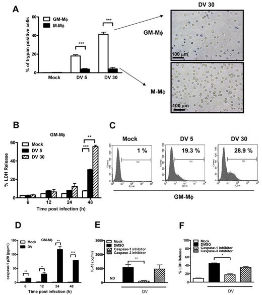 Figure 4. DV infection activated caspase-1 and induces pyroptosis. (A) GM-Mφ or M-Mφ was infected with DV (MOI = 5 and 30) as described in “DV infection to macrophages.” At 48 hours after infection, cells were stained with trypan blue and observed under a light microscope. Bar represents 100 μm. (B) LDH released from DV-infected GM-Mφ. The amounts of LDH released in the supernatants were determined as described in “LDH release assay.” Values represent mean ± SEM of triplicate independent experiments. **P < .01; ***P < .001 (Student t tests). (C) TUNEL assay. DNA damage in DV-infected GM-Mφ was determined by TUNEL assay as described in “TUNEL assay.” M1 indicates percentage of TUNEL-positive cells. (D) The amounts of caspase-1 p20 released from mock or DV-infected GM-Mφ were determined by ELISA. (E-F) Inhibition of DV-induced IL-18 production (E) and cell death (F) by caspase-1 inhibitor. GM-Mφ were preincubated with DMSO, caspase-1 inhibitor (50μM), and caspase-3 inhibitor (50μM), and then infected with DV (MOI = 30) as described in “Blocking assay.” At 48 hours after infection, supernatants were subjected to ELISA assay to determine IL-18 levels and LDH amounts. Data are the mean ± SEM from 3 independent experiments. *P < .05; **P < .01; ***P < .001 (Student t tests). DV5, 30 indicates MOI = 5 and 30, respectively; and ND, not detectable.