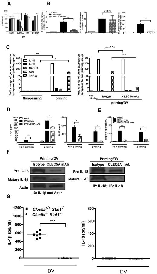 Figure 6. Inhibition of DV-activated NLRP3 inflammasomes by anti-CLEC5A mAb. (A) Blockade of CLEC5A inhibited the production of DV-induced IL-18. GM-Mφ were preincubated with anti-CLEC5A, anti-DC-SIGN, or anti-MR blocking antibodies for 1 hour, followed by incubation with DV (MOI = 5) for 2 hours at 37°C. At 48 hours after infection, culture supernatants were harvested to determine the levels of IL-18 by ELISA. Black, grey, and white bars indicated 0.1, 1, and 10 μg/well, respectively, as described in “Blocking assay.” *P < .05 (Student t test). (B) Anti-CLEC5A mAb inhibited the transcription of IL-1β and NLRP3 in DV-infected GM-Mφ. GM-Mφ were pre-incubated with CLEC5A mAb or isotype control for 1 hour, followed by incubation with DV (MOI = 5) as described in “Blocking assay.” Total RNAs from each group were isolated for reverse-transcription into cDNA at 24 hours after infection, and expression of cytokine and NLRP3 in each group was determined by real-time PCR. Gene expression was normalized by GAPDH. Fold change of gene expression in the y-axis was calculated based on the same gene expression in the mock group. ***P < .001 (Student t test). (C) Blockade of CLEC5A did not inhibit LPS-induced IL-1β mRNA transcription. Expression of cytokines, NLRP3, and Asc after priming for 4 hours in GM-Mφ was detected by real-time PCR and normalized by GAPDH (left panel). GM-Mφ were primed with LPS (5 ng/mL), followed by incubation with anti-CLEC5A mAb or isotype control before DV infection (MOI = 30) as described in “Blocking assay” (right panel). Total RNAs were harvested at 6 hours after infection for reverse-transcription into cDNA, and gene expression level was determined by real-time PCR and normalized by GAPDH. Fold change of gene expression in the y-axis was calculated based on the same gene expression in the nonpriming group. *P < .05; ***P < .001 (Student t tests). (D-E) Blockade of CLEC5A suppressed the secretion of IL-1β and IL-18 (D) and caspase-1 p20 (E) from LPS-primed GM-Mφ. LPS (5 ng/mL)–primed or nonprimed GM-Mφ were preincubated with CLEC5A mAb or isotype control, then incubated with DV (MOI = 30) as described in “Blocking assay.” At 24 hours after infection, supernatants were subjected to ELISA assay to determine cytokine levels and caspase-1 p20 amounts. Data in each figure are expressed as the mean ± SEM from 3 independent experiments. *P < .05; **P < .01; ***P < .001 (Student t tests). (F) Blockade of CLEC5A suppressed the expression and processing of pro-IL-1β and pro-IL-18. LPS (5 ng/mL)–primed GM-Mφ were preincubated with CLEC5A mAb or isotype control, then infected with DV (MOI = 30) as described in “Blocking assay.” At 24 hours after infection, cell lysates were harvested to determine the pro-form and mature form of IL-1β and IL-18. IL-1β was detected by Western blot. Actin was the internal control. IL-18 was pulled down from cell lysates by anti–IL-18 mAb before Western blot analysis. (G) CLEC5A controlled DV-induced IL-1β production. Clec5a+/+ Stat1−/− and Clec5a−/− Stat1−/− mice (8 weeks) were inoculated intraperitoneally with 2 × 105 PFU/mice of DV2 (New Guinea C-N) as described previously.20 IL-1β (left panel) and IL-18 (right panel) in mice sera were measured by ELISA at day 7 after DV infection. Each dot represents an individual mouse; horizontal bars represent mean values for each group. ***P < .001 (Student t test).
