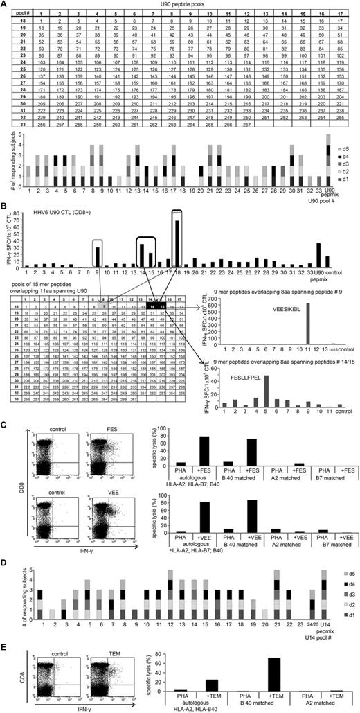 Figure 3. Identification of U90 and U14 HLA-restricted CD8+ T-cell epitopes. The breadth of T-cell reactivity in pepmix-activated U90-specific CTLs generated from 5 donors was evaluated by IFN-γ ELISPOT on day 9 using a total of 33 mini-peptide pools, each containing 15-17 peptides, representing all U90 peptides. Mini-pools were arranged such that each peptide was represented in 2 pools (A top panel). Each mini-pool that induced a specific response by IFN-γ ELISPOT was scored as 1, and the summary data from 5 lines screened are shown in panel A (bottom panel). To specifically identify CD8+ T-cell epitopes, we depleted CD4 and NK cells from the CTL lines and rescreened using the U90 mini-pools. (B) Results from 1 donor screened who demonstrated specific activity against the mini-pools 9, 14, 15, and 18, which intersected at the 15mer peptides 9, 14, and 15 of U90 (B top panel). To identify the minimal epitope, CTLs were rescreened against a panel of 9mers overlapping by 8 amino acids spanning the sequence of the stimulatory 15mer peptides. The CD8+ epitope within peptide 9 corresponded to a single 9mer peptide, VEE (aa 39-47), whereas the stimulatory peptide contained within peptides 14 and 15 corresponded to the 9mer peptide FES (aa 57-65). Results of the ELISPOT screening are presented as SFCs/1 × 105 CTL. (C left panel) Confirmation that these peptides indeed reflect stimulatory CD8+ epitopes, as assessed by ICS after CTL stimulation with the 9mer peptides. HLA restriction was evaluated by standard 4-hour Cr51 release assay using autologous and partially HLA-matched PHA blasts alone or pulsed with the VEE and FES peptides as targets (C right panel). The breadth of T-cell reactivity directed against U14-specific CTLs was also evaluated by IFN-γ ELISPOT after exposure to 25 mini-peptide pools representing all U14 peptides (D). (E) Left panel: Confirmation by ICS that the 9mer peptide TEM (aa 602-610) is recognized by CD8+ T cells. Right panel: peptide-pulsed HLA-B40 matched targets are recognized in a 4-hour Cr51 assay.