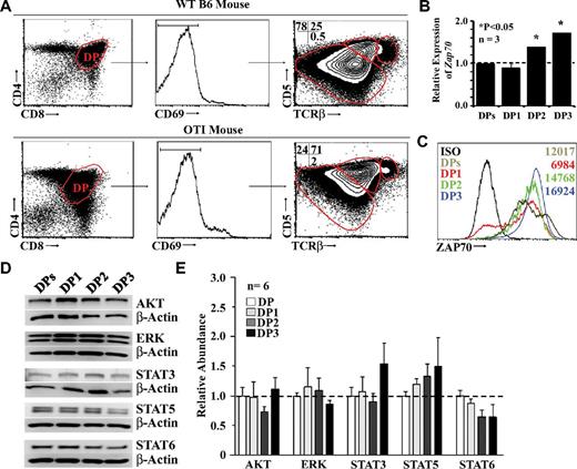 Figure 1. Characterization of fractionated OT-I DP thymocytes. (A) Representative flow cytometric analysis of WT (top panel) or OT-I (bottom panel) DP thymocytes. (B) Representative qPCR analysis of ZAP70 transcripts in total or fractionated OT-I DP thymocytes. Data depict transcript abundance relative to WT DP thymocytes. We tested 3 mice per group. *P < .05. (C) Representative flow cytometric analysis of ZAP70 intracellular staining performed on total or fractionated OT-I DP thymocytes. The isotype control is shown in black, total DPs in brown, DP1 in red, DP2 in green, and DP3 in blue. Numbers indicate the mean fluorescence intensity. Data shown are representative of 3 separate experiments. (D) Representative Western blot analysis of signaling molecules involved in positive selection. (E) Densitometry quantification of all Western blots performed. Six mice per group were tested.