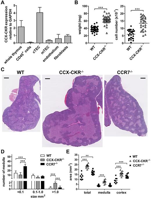 Figure 2. CCX-CKR is expressed by cTECs and increased size, cell number, and aberrant thymic architecture in CCX-CKR−/− mice. (A) Thymocytes and thymic stromal cells from WT mice were sorted by flow cytometry and subjected to quantitative PCR analysis to identify CCX-CKR transcript. Data are 3 biologic replicates from a single experiment. (B) Thymus weight and total viable cell counts. Pooled thymi weights from 5 independent experiments: WT, n = 39; and CCX-CKR−/−, n = 38. Pooled cell counts from 4 independent experiments: WT, n = 28; and CCX-CKR−/−, n = 27. Two-tailed unpaired t test with Welch correction: ***P < .0001. (C) Thymus sections from WT (left), CCX-CKR−/− (middle), and CCR7−/− (right) mice stained with hematoxylin and eosin. Representative images from 12 WT, 11 CCX-CKR−/−, and 10 CCR7−/− mice. Scale bar represents 0.5 mm. (D) Quantitation of the medulla size range ± SD: WT, n = 8; CCX-CKR−/−, n = 11; and CCR7−/−, n = 10. (E) Quantitation of the total, medullary, and cortical area of WT, CCX-CKR−/−, and CCR7−/− thymic lobes. Sections were cut in the approximate middle of the thymus, and 2D area was determined: WT, n = 8; CCX-CKR−/−, n = 11; and CCR7−/−, n = 10. (B,E) Bars represent mean values. (D-E) One-way ANOVA with Bonferroni posttest: **P < .01, ***P < .001.