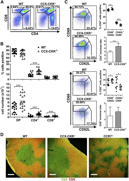 Figure 3. Altered thymocyte development in CCX-CKR−/− mice. (A) Representative dot plots showing CD4 and CD8 expression on thymocytes to assess proportions of DP (CD4+CD8+) and SP (CD4+CD8− or CD8+CD4−). (B) Quantitation of proportions (top) and total number (bottom) of DP and SP cells. Representative dot plots and data pooled from 4 independent experiments: WT, n = 20; and CCX-CKR−/−, n = 19. Two-tailed unpaired t test: ***P < .001. (C) Analysis of CD62L and CD69 expression to identify immature and mature CD4 SP (top) and CD8 SP (bottom) and the ratio of immature to mature CD4 SP (top) and CD8 SP (bottom). Representative dot plots and data pooled from 2 independent experiments; n = 11 per group. Two-tailed unpaired t test (immature and mature CD4 SP proportions: **P = .0013, ***P < .0001; and immature CD8 SP proportions: *P = .0425. Two-tailed unpaired t test with Welch correction (CD4 immature/mature ratio): ***P < .0001; mature CD8 SP proportions: *P = .0308. (D) Analysis of DP and SP cell localization in thymus sections stained with anti-CD4 (green) and anti-CD8 (red) of WT (left), CCX-CKR−/− (middle), and CCR7−/− (right). DP cells appear yellow. Representative images from one of 3 independent experiments: WT, n = 7; CCX-CKR−/−, n = 9; and CCR7−/−, n = 6. Scale bar represents 250 μm. (A,C) Numbers adjacent to gates indicate percent positive. (B-C) Bars represent means.