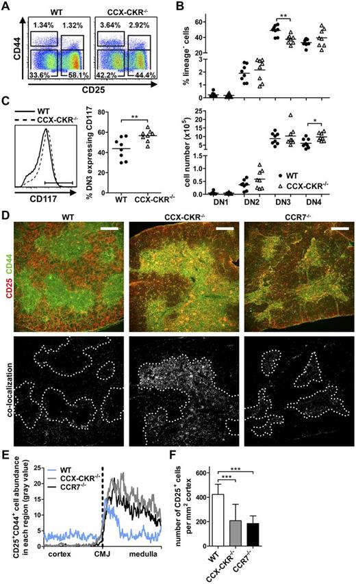Figure 4. Reduction of the DN3 precursor population in CCX-CKR−/− mice. (A) Representative dot plots of DN subsets showing expression of CD25 and CD44 expression within the lineage negative compartment (defined as CD3−CD4−CD8−CD11c−CD45R−Gr1−). DN populations were further classified by CD117 expression, DN1 CD117+, DN2 CD117+, DN3 CD117−/lo, and DN4 CD117−. Numbers adjacent to gates indicate percent positive in each. (B) Quantitation of proportions (top) and total number (bottom) of DN subsets. Data are pooled from 3 independent experiments: WT, n = 8; and CCX-CKR−/−, n = 8. Two-tailed unpaired t test: *P = .011, **P = .0022. (C) Representative histogram of CD117 expression on DN3 cells (left) and quantitation of CD117 expression (right) from mice used in panel B. Two-tailed unpaired t test: **P = .0095. (D) Analysis of DN cell localization in thymus sections stained with anti-CD25 (red) and anti-CD44 cells (green) of WT (top left), CCX-CKR−/− (top middle), and CCR7−/− (top right). CD25+CD44+ cells appear yellow. Images below show colocalization of CD25+CD44+ cells (white) with CMJ indicated by dotted line. Representative images from 2 independent experiments: WT, n = 9; CCX-CKR−/−, n = 10; and CCR7−/−, n = 9. Scale bar represents 250 μm. (E) Quantitation of CD25+CD44+ cell distribution in thymus sections. (F) Enumeration of CD25+ cells in the cortex of thymic sections ± SD. One-way ANOVA with Bonferroni posttest: ***P < .0001. Two to 4 fields of view per thymus from those used in panel D were analyzed in panels E and F. (B-C) Bars represents mean values.