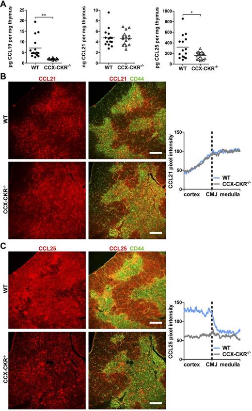 Figure 5. Decreased levels of chemokines and disruption to CCL25 distribution in CCX-CKR−/− thymi. (A) Levels of CCL19, CCL21, and CCL25 were measured by ELISA in thymus homogenates. Data are pooled from 3 independent experiments; n = 15 or 16. Two-tailed unpaired t test with Welch correction: *P = .0184, **P = .0014. Bars represent means. (B) Analysis of chemokine distribution in thymus sections stained with anti-CD44 cells (green) to indicate the medulla and anti-CCL21 (red). Visualization of CCL21 distribution (right) by plotting CCL21 pixel intensity versus distance from the CMJ. Representative IF images from 2 independent experiments: WT, n = 6; and CCX-CKR−/−, n = 6. (C) Same as panel B, but stained with anti-CCL25 (red). Representative IF images from 2 independent experiments: WT, n = 7; and CCX-CKR−/−, n = 9. CCL21 and CCL25 distribution data pooled from analysis of the corresponding sections with 2 fields of view per thymus. Scale bar represents 250 μm.