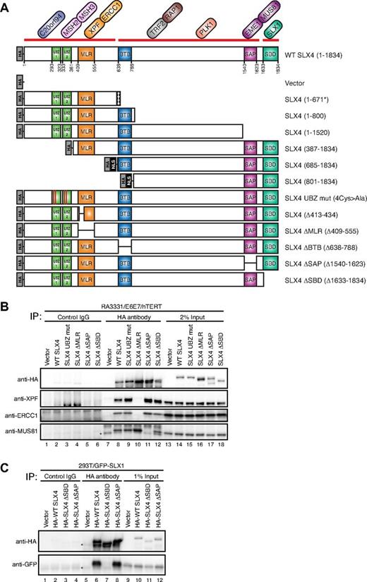 Figure 2. SLX4 interacts with XPF/ERCC1, MUS81/EME1, and SLX1 through the MLR, SAP, and SBD domains, respectively. (A) Schematic illustration of the domain structure of SLX4 and its interacting partners, along with N-terminally HA-tagged SLX4 mutants used in this study. The broad interaction domains indicated by a thick red line were reported before.7 SV40 nuclear localization signal (NLS) was used for SLX4 (685-1834) and SLX4 (801-1834) to target them into the nucleus. SLX4 (1-671*) indicates the predicted mutant protein, p.Leu672ValfsX1198 in the cell line RA3331. (B) Analysis of the interacting partners of SLX4 mutants. The cell extracts from RA3331/E6E7/hTERT cell lines expressing the indicated SLX4 mutants were subjected to immunoprecipitation using anti-HA antibody or a control IgG. SLX4, XPF, ERCC1, and MUS81 were identified by immunoblotting with appropriate antibodies. A total of 2% of cell lysate used for immunoprecipitation was analyzed as a control (2% Input). Immunoprecipitation of the other SLX4 mutants used in this study are shown in supplemental Figure 2. (C) Cell extracts from 293T cells stably expressing GFP-SLX1 and HA-tagged SLX4 mutants were immunoprecipitated with anti-HA antibody or control IgG. SLX4 and SLX1 were identified by immunoblotting with anti-HA and anti-GFP antibodies, respectively. Asterisks indicate cross-reacting band. A total of 1% of cell lysate used for immunoprecipitation was analyzed as a control (1% Input).