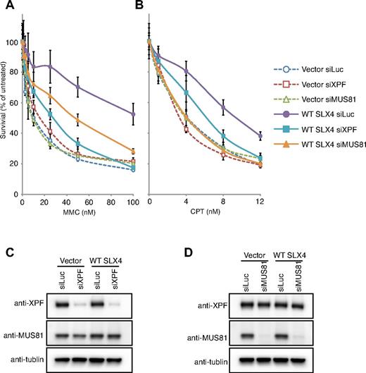 Figure 4. Genetic interaction between SLX4 and nucleases in the response of MMC and CPT. (A) MMC sensitivity in RA3331/E6E7/hTERT cell lines expressing the empty vector and WT SLX4 after knocking-down indicated nucleases. (B) CPT sensitivity in RA3331/E6E7/hTERT cell lines expressing the empty vector and WT SLX4 after knocking down indicated nucleases. (C-D) The efficiency of knockdown of XPF and MUS81 was measured in whole cell extracts by Western blotting. The siRNA against Luciferase (siLuc) was used as a negative control. (A-B) The error bars represent SD from 3 replicates.