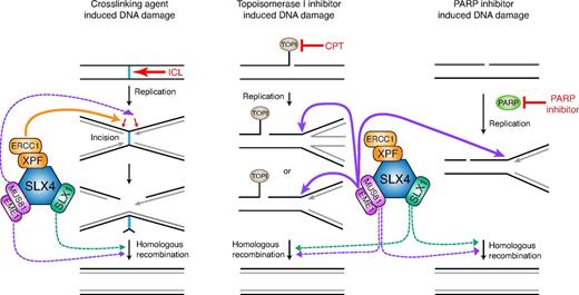 Figure 6. A proposed model of the SLX4-associated activities during the repair of MMC, CPT, and PARP inhibitor-induced DNA damage. MMC induces DNA ICLs. CPT traps a TOP1 cleavage complex, composed of TOP1 and nicked DNA, and prevents religation of the nicks. Unrepaired nicked DNA can result in reversed forks or turn into DSB when it encounters replication machinery in S phase. Inhibition of PARP prohibits SSB repair. Unrepaired SSB forms DSB during DNA replication, although we speculate that they might also cause reverse forks as seen for the CPT-induced damage. Straight lines and dotted lines represent proposed major and minor activity of the indicated nucleases. XPF-SLX4 complex plays a major role in the ICL repair but is dispensable for repairing CPT and PARP inhibitor-induced DNA lesions. MUS81-SLX4 interaction is critical for conferring resistance to CPT and PARP inhibitor through its activity on stalled/reversed forks, and plays a minor role in ICL repair, possibly during incision or in the homologous recombination step. SLX1-SLX4 resolvase participates in all 3 DNA repair processes, although its function is minor possibly because of existence of parallel/redundant processing pathways.