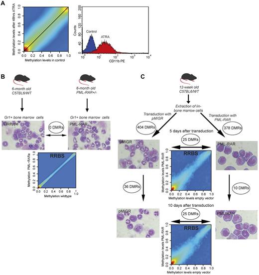 Figure 5. Lack of methylation changes in ATRA-treated APL patient blasts and PML-RARα–expressing murine hematopoietic progenitor cells. (A) Smoothed scatter plot of methylation values for ATRA-treated versus untreated APL patient blasts. Colors encode the density of points ranging from red (high density) to blue (low density). Cells were treated with 1μM ATRA or incubated with no treatment for 48 hours and analyzed by CD11b-FACS and cytospins for differentiation. A histogram plot of CD11b levels for mock-treated (blue) versus ATRA-treated blast cells (red) is also shown. (B) Analysis of methylation patterns in preleukemic PML-RARα knock-in mice. Gr1+ BM cells were extracted from heterozygous PML-RARα knock-in mice (n = 3) and age- and sex-matched C57BL6 wild-type mice (n = 3). Gr1+ sorting yielded a population consisting of granulocytes and hematopoietic progenitor cells. Final magnification was 100× (Axio Imager M1; Zeiss). Genomic DNA was extracted and subjected to RRBS analysis. The smoothed scatter plot compares the averaged methylation levels for knock-in and wild-type mice. No DMRs could be found between groups. (C) Retroviral transduction of hematopoietic progenitor cells with PML-RARα. BM was extracted from 12-week-old C57BL6 wild-type mice (n = 20) and sorted for Lin− BM cells. Lin− BM cells were then transduced with either PML-RARα or empty vector, sorted for green fluorescent protein expression, and then further cultivated for 10 days (cells from n = 10 per group). Genomic DNA was extracted on days 0, 5, and 10 and subjected to RRBS analysis. Cells were also analyzed using Wright-Giemsa–stained cytospins. Final magnification was 100× (Axio Imager M1; Zeiss). Smoothed scatter plots comparing methylation levels of PML-RARα and empty vector–transduced cells are shown. Indicated are the numbers of DMRs obtained by comparison of the respective samples.