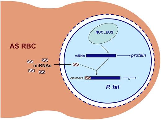 Figure 2. Inhibition of translation of parasite mRNAs by microRNAs in AS RBCs. Both miR-451 and miR-223 are highly enriched in AS RBCs. After invasion by P falciparum, these miRNAs enter the parasite cytoplasm by penetrating the parasitophorous vacuolar membrane (dashed blue circle), the vacuole (white space), and the parasite's plasma membrane (solid blue circle). The miRNAs are then trans-spliced onto the 5′ ends of specific P falciparum mRNAs. Translation is blocked in these chimeric RNAs, leading to impaired parasite growth. Adapted from Duraisingh and Lodish49 with permission.