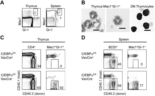 Figure 1. Mac1+Gr1+ cells in the thymus are C/EBPα dependent and show polynuclear morphology. (A) Gating of Mac1+Gr1+ granulocytes in the adult mouse thymus and spleen. (B) Sorted Mac1+Gr1+ cells in the thymus and CD4/CD8 double-negative (DN) T-lymphocytes were cytospun and examined by Wright-Giemsa stain at 100×. Scale bars represent 10 μm. (C) The development of total CD4+ thymocytes and thymic granulocytes was examined in mixed chimeras of C/EBPαF/F;VavCre+ fetal liver or C/EBPαF/FVavCre− control fetal liver and congenic CD45.1+ BM. Two mice per group were examined 10 weeks after reconstitution of lethally irradiated CD45.1+ hosts. (D) B cells and granulocyte development in the spleen were examined in mixed chimeras of C/EBPαF/F;VavCre+ fetal liver and congenic CD45.1+ BM. Two mice per group were examined 8-10 weeks after reconstitution.