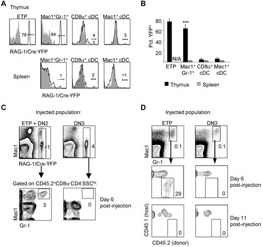 Figure 2. ETPs generate granulocytes with a developmental history of RAG-1 expression. (A) Granulocyte and cDC subsets in the thymus and spleen were examined in RAG-1/Cre × Rosa26YFP mice for the presence of YFP labeling. Shaded histograms represent the same population in YFP− control mice. (B) The mean percentage of YFP+ cells in each population was quantified. Thymus populations are shown by black bars; splenic populations by gray bars. There is no corresponding splenic population for ETPs, which are found only in the thymus. Three mice per group were examined. Error bars represent SEM. **P < .01 for the percentage of YFP+ cells of the indicated population in the thymus compared with the analogous population in the spleen. (C) ETPs plus DN2 thymocytes or DN3 thymocytes were sorted from CD45.2+ RAG-1/Cre-Rosa26YFP mice and intrathymically injected into congenic CD45.1+ sublethally irradiated recipients (7000 ETP + DN2/recipient and 70 000 DN3/recipient). Donor contribution to YFP+ thymic Mac1+Gr1+ cells was examined 6 days after injection. (D) ETPs (10 000/recipient) and DN3 thymocytes (50 000/recipient) were sorted from CD45.2+ donor mice and intrathymically injected into sublethally irradiated CD45.1+ recipients. Mice were killed 6 or 11 days after injection and examined for donor contribution to Mac1+Gr1+ thymic granulocytes. Four mice per group were examined.