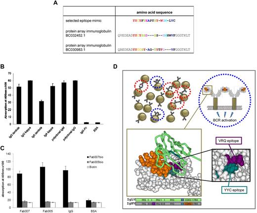Figure 1. BCR self-recognition in CLL via alternative epitopes. (A) Alignment of the insert sequence of the selected epitope mimicking phage YYCYFTEAPYSYWGNLVC with 2 species of Ig identified by protein array screening. Fab007 bound specifically to 2 distinct Igs, BC032452.1 and BC030983.1, on a protein array (ProtoArray human protein microarray; Invitrogen). Sequence homology of the phage insert sequence YYCYFTEAPYSYWGNLVC selected on Fab007 with an epitope within the variable region of Igs BC032452.1 and BC030983.1 is shown. Homologous sequences (single-letter amino acid code) are colored. (B) CLL BCR Fab007 binds to immobilized Igs of the IgG, IgA, and IgM isotype. All Igs and control BSA were coated and incubated with Fab007. Binding of Fab007 was detected by ELISA with an HRP-conjugated anti–His-tag antibody. Data are shown as means from triplicate experiments (± SEM). Sources of Igs: monoclonal Igs of the IgG (κ and lambda) and IgA (κ and lambda) isotype were purified from the sera of multiple myeloma patients by protein-A chromatography for IgG and jacalin chromatography for IgA. Polyclonal IgG and IgM were from Octapharma or USB products, respectively; the Fc fragment of human IgG1 (IgG-Fc) was from R&D Systems (P-Selectin/Fc-gamma, #137-PS). (C) CLL BCR Fab007 displays “self-reactivity.” Fab007 was labeled with biotin and tested for its binding to immobilized unlabeled receptor in an ELISA assay. Bound biotinylated Fab007 (Fab007bio) was detected using alkaline phosphatase–conjugated avidin. Unrelated Fab005 was used as a control (note that this BCR contained the YYC epitope presented herein but not the VRQ epitope described in Dühren-von Minden et al8). Data are shown as means from triplicate experiments (± SEM). (D) Illustration of the structural basis of potential autostimulatory mechanisms in CLL. Red circles mark potential interactions between BCRs on 2 different CLL cells; blue circles mark potential interactions between BCRs on the same CLL cell. The bottom panels show the structure of Ig heavy chains (gray space-filling model) and Ig light chains (green tube model) with the spatially related VRQ epitope (depicted in violet) and YYC epitope (depicted in dark green). The heavy chain CDR3 region is depicted in orange. Below, the exact positions of both epitopes are shown within the framework regions of Ig heavy (IgHV) and Ig light (IgLV) chains (VRQ epitope in violet; YYC epitope in dark green). For the structural Ig model, a random crystallized Fab fragment from the RCSB database (www.rcsb.org) was chosen (identifier 3GBM).