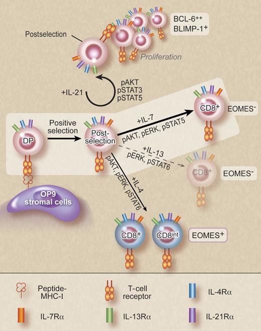 In vitro differentiation of postselection thymocytes by γc cytokine signaling. IL-7 is uniquely potent in driving CD8 cell differentiation. IL-21 signaling induces expansion of postselection thymocytes without CD8 lineage commitment, while IL-4 promotes differentiation of eomesodermin (EOMES) positive innate CD8 T cells. The non-γc cytokine IL-13, which uses the IL-4Rα, weakly induces CD8 cell differentiation. All other tested γc cytokines had no effect on postselection thymocytes. Professional illustration by Debra T. Dartez.
