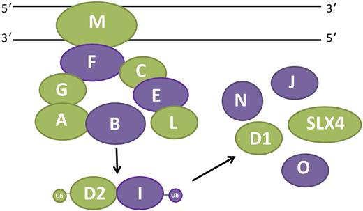 Multifunctionality of the FA pathway. The 15 FA proteins shown here participate in a canonical pathway that repairs DNA cross-links. Eight proteins (FANCA, FANCB, FANCC, FANCE, FANCF, FANCG, FANCL, and FANCM) form a nuclear core complex that facilitates mono-ubiquitination of the ID complex (FANCD2 and FANCI). The ID complex then mediates repair of cross-links in conjunction with FANCD1 (BRCA2), FANCJ (BRIP1), FANCN (PALB2), FANCO (RAD51C), and FANCP (SLX4). FA proteins with non-ICL repair functions that are referenced and discussed in the article are indicated in green.