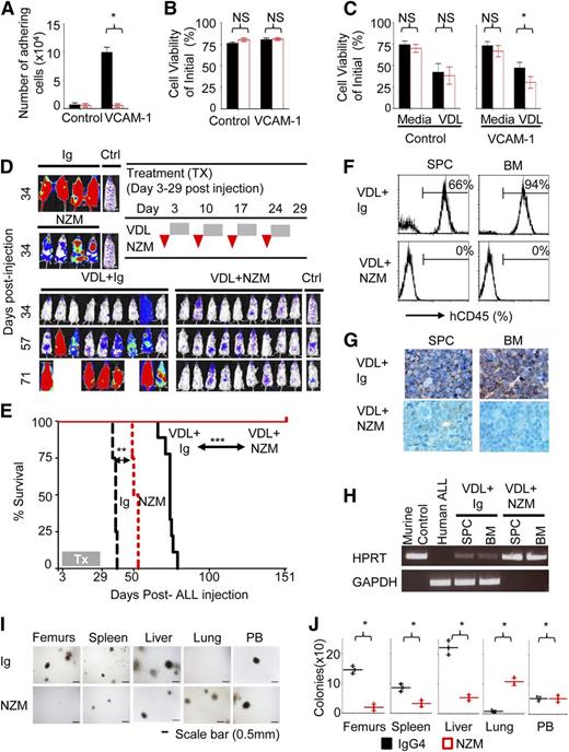 Figure 2. Integrin alpha4 blockade sensitizes primary pre-B ALL cells to chemotherapy. (A) LAX7R cells were plated on bovine serum albumin (BSA) as control or humanVCAM-1 and treated with control IgG4 or anti-alpha4 mAb (NZM). Numbers of viable adhering cells were counted after 48 hours. (B) Cell viability was determined by Trypan blue exclusion of dead cells. NS, nonsignificant (P > .05). (C) LAX7R cells were plated for 3 days on BSA as control or VCAM-1+ and treated with control Ig or anti-alpha4 mAb (NZM) with or without vincristine, dexamethasone, and L-asparaginase (VDL). Depicted is the cell viability by Trypan blue exclusion. *P = .0001 for IgG4+VDL vs NZM+VDL, incubated on VCAM-1–coated plates, mean ± standard deviation (SD), unpaired two-tailed t test, three independent experiments performed in triplicates. (D) Bioluminescent imaging of mice transplanted with LAX7R cells and treated with Ig (n = 4), NZM (n = 4), VDL+Ig (n = 9), or VDL+NZM (n = 9) on day 34, day 57, and day 71 after leukemia cell transfer. A mouse with no leukemia injection treated only with luciferin at time of imaging was included as background control (Ctrl). (E) Kaplan-Meier survival curve was analyzed and MST was calculated for each group: Ig (MST = 38 days), NZM (MST = 52 days), VDL+Ig (MST = 74 days), VDL+natalizumab (euthanized at the end of follow-up, day 151 after leukemia injection). (F) The absence of human LAX7R cells in spleen (SPC) and BM of the VDL+natalizumab group was determined by flow cytometry using an anti-human CD45 Ab. (G) Tissues, including SPC, BM, liver, and lung from two groups were stained with anti-human CD45 antibody by immunohistochemistry (brown). (H) The presence of murine and human DNA in SPC and BM was evaluated using genomic PCR for murine HPRT (hypoxanthine phosphoribosyltransferase) and human glyceraldehyde-3-phosphate dehydrogenase (GAPDH), respectively. (I) Homing of ALL cells to tissues was assessed by CFU assay. (J) Quantified number of colonies. *P < .05, mean ± SD (unpaired two-tailed t test). NS, nonsignificant (P > .05).