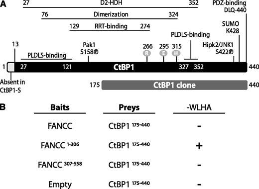 Figure 1. CtBP1 interacts with the N-terminal region of FANCC in yeast. (A) Schematic representation of the mammalian protein CtBP1. Two isoforms (CtBP1-L and CtBP1-S) are generated by two mRNA splice variants. The various CtBP1 domains are indicated; these include a D-isomer–specific 2-hydroxy acid dehydrogenase domain (D2-HDH), PLDLS-binding sites, a dimerization domain, and an RRT-binding groove. Phosphorylation sites are shown as circles. The CtBP1 clone obtained from yeast screening corresponds to amino acids 175-440. (B) Yeast 2-hybrid assay with FANCC and CtBP1175-440 proteins. The AH109 yeast strain was co-transformed with FANCC constructs expressing full-length or truncated FANCC as baits and with CtBP1175-440 as prey and was assayed for interaction by plating with dropout medium lacking tryptophan, leucine, histidine, and adenine (−WLHA). Negative and positive interactions are indicated as (−) and (+), respectively. The negative controls include CtBP1175-440 cotransformed with the empty bait vector. Positive controls include p53 bait and SV40 T antigen prey vectors (not shown). Each experiment was performed a minimum of 3 times in triplicate with each gene cloned into either the bait or prey vector.