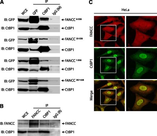 Figure 2. CtBP1 interacts with FANCC in cells. (A) Co-immunoprecipitation of CtBP1 with FANCC. HEK293T cells were transfected with GFP-tagged FANCC constructs expressing full-length (FANCC8-558) or truncated FANCC (FANCC 55-558, FANCC1-306, and FANCC307-558) constructs. Whole cell extracts (WCEs) were subjected to immunoprecipitation (IP) with antibodies against GFP or CtBP1. Negative IP controls were performed using mouse immunoglobulin G (IgG) (M). IPs were resolved by sodium dodecyl sulfate-polyacrylamide gel electrophoresis (SDS-PAGE) and immunoblotted (IB) with the indicated antibodies. Data shown are representative of at least 3 independent experiments. (B) Co-IP of endogenous FANCC and CtBP1 proteins from HEK293T cell extracts using anti-CtBP1 or anti-FANCC antibodies. Negative IP control was performed using rabbit IgG (R). Shown is 1 of 5 representative experiments. (C) CtBP1 and FANCC localization in HeLa cells. Cells were double-stained with anti-CtBP1 (green) and anti-FANCC (red) antibodies and were visualized via confocal fluorescence microscopy using a Nikon E800 microscope equipped with a C1 confocal system at 100× magnification. White boxes in the left panel indicate selected cells that have been magnified in the right panel. Data shown are representative of 3 experiments in which at least 25 cells were analyzed.