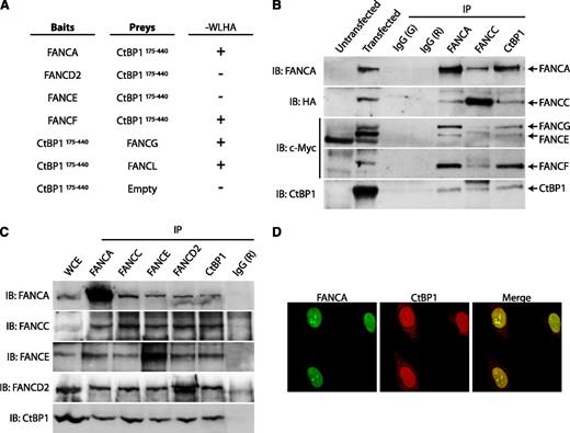 Figure 3. CtBP1 interacts with components of the FA core complex. (A) CtBP1 interacts with FANCA, FANCF, FANCG and FANCL in yeasts. Yeast 2-hybrid assays were performed using FA core complex components as baits and CtBP1175-440 as prey. Negative and positive interactions are indicated as (−) and (+), respectively. The negative control consisted of a CtBP1175-440 bait vector with an empty prey vector. Positive controls included p53 bait and SV40 T antigen prey vectors (not shown). Each experiment was performed a minimum of 3 times in triplicate with each gene cloned into either the bait or prey vector (except for FANCG and FANCL). (B) CtBP1 co-immunoprecipitates with FA core complex proteins. HEK293T cells were cotransfected with T7-tagged CtBP1 and plasmids expressing FANCA, FANCC, FANCE, FANCF, FANCG, or FANCL. WCEs were then subjected to IP, followed by SDS-PAGE and IB with the indicated antibodies. Negative IP controls were performed using goat (G) and rabbit (R) IgG. Data shown are representative of 2 identical and separate experiments. (C) Co-IP of endogenous proteins from FANCD2-complemented PD20 cell extracts with anti-CtBP1, anti-FANCA, anti-FANCC, anti-FANCE or anti-FANCD2 antibodies. Negative IP control was done using rabbit IgG (R). Results shown are representative of at least 4 independent experiments performed in different cell lines, including HEK293T, HeLa, FANCA-complemented PD220, or FANCD2-complemented PD20 cells. (D) Confocal immunofluorescence of CtBP1 and FANCA localization in HeLa cells. Cells were double-stained with anti-FANCA (green) and anti-CtBP1 (red) antibodies and were visualized using a Nikon E800 microscope equipped with C1 confocal system at 100× magnification. Shown are 3 representative experiments in which at least 25 cells were analyzed per experiment.
