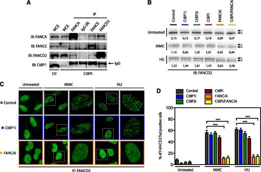Figure 4. CtBP1 is not essential for the stability or the activity of the FA core complex. (A) Functional FA core complex assembly in cells depleted of CtBP. Co-immunoprecipitations were performed in HEK293T cells transduced with shRNA against CtBP1/CtBP2 (CtBPi) or with shRNA against scrambled sequences (control). Protein extracts were collected 3 days post-transductions and were subjected to IP with anti-FANCA, anti-FANCE, anti-FANCD2, and anti-CtBP1 antibodies. The IPs were resolved by SDS-PAGE and analyzed via IB with the indicated antibodies. Negative IP control was performed using rabbit IgG (R). Results shown are representative of 2 independent experiments. (B) CtBP1 is not required for FA core complex activity. HeLa cells transduced with shRNA against CtBP1 (CtBP1i), CtBP2 (CtBP2i), CtBP1/CtBP2 (CtBPi), FANCA (FANCAi) or FANCA/CtBP1/CtBP2 (CtBPi/FANCAi) were treated with 300 nM MMC or 2 mM HU for 16 hours. Equal amounts of protein were subjected to IB analysis. The FANCD2-Ub:FANCD2 ratios (L:S) are indicated below each sample. Controls included untreated cells (not shown) and cells transduced with shRNA against scrambled sequences (Control). Results shown are representative of 5 separate experiments. (C) CtBP1 is not required for FANCD2 foci formation. CtBP1- (CtBP1i) and FANCA- (FANCAi) depleted HeLa cells were treated with 150 nM MMC or 2 mM HU and subjected to immunofluorescence (IF) analysis and visualized using a Nikon E800 microscope equipped with C1 confocal system (100× magnification). White boxes in the left panels indicate selected cells magnified in the right panel for each cell line. (D) FANCD2 foci formation in CtBP-depleted cells. HeLa cells depleted of CtBP1 and/or CtBP2 (CtBP1i, CtBP2i, CtBPi), FANCA (FANCAi) or CtBP1/CtBP2 and FANCA (CtBPi/FANCAi) were treated as in panel C. Cells containing more than 10 bright foci were scored as FANCD2 foci-positive cells. Fluorescence intensity settings were determined using untreated cells. A minimum of 150 cells was scored for each condition. Values are expressed as the mean percentages of FANCD2 foci positive cells ± standard error of the mean (SEM). Ctl, control. ***P ≤ .001.