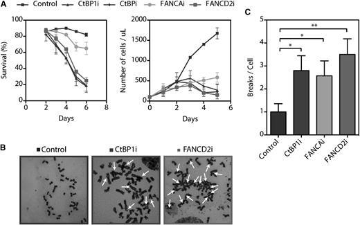 Figure 5. CtBP1 is essential for survival and proliferation. (A) Survival and proliferation curves of HeLa cells transduced with shRNA against CtBP1 (CtBP1i), CtBP1/CtBP2 (CtBPi), FANCA (FANCAi), or FANCD2 (FANCD2i). The percentages of living cells were scored via calcein-AM staining on each day post-transduction. Living cells were scored with a FACSCalibur cytometer (BD Biosciences) and the percentage of live cells in each sample was determined with CellQuest Pro software (BD Biosciences, Mississauga, ON). (B) Representative metaphase spread of HeLa cells transduced with shRNA against CtBP1 (CtBP1i), FANCA (FANCAi), or FANCD2 (FANCD2i) following a 16 hours exposure to 150 nM MMC. Arrows indicate chromatid-type breakage and radial rejoining. (C) Numbers of chromosomal breaks and aberrations per metaphase nucleus identified in CtBP1-depleted (CtBP1i), FANCA-depleted (FANCAi), and FANCD2-depleted (FANCD2i) HeLa cells. Each experiment was performed a minimum of 3 times. To evaluate chromosomal abnormalities, 25 metaphase nuclei were analyzed per experiment with a Carl Zeiss Axio Imager M2 microscope equipped with an Axiocam MRm camera and Axiovision Rel.4.8 software (100× magnification). Values represent the means ± SEM. *P ≤ .05; **P ≤ .01 vs control shRNA scrambled transduced cells.