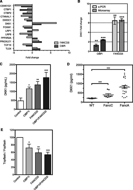 Figure 6. CtBP1 and FANCD2 regulate DKK1 expression. (A) Up- and downregulation of genes involved in Wnt pathways found in HeLa cells depleted of CtBP1/CtBP2 (CtBPi) or FANCD2 (FANCD2i) from microarray data. Data represent fold change in mRNA expression relative to control cells expressing scrambled shRNA. (B) DKK1 expression analysis in HeLa cells transduced with shRNA against CtBP1/CtBP2 (CtBPi) or FANCD2 (FANCD2i). DKK1 mRNA expression was quantified via quantitative PCR (q-PCR) and normalized to expression of the housekeeping gene HPRT1. Data are expressed as the mean fold changes ± SEM relative to control cells expressing scrambled shRNA from 4 different experiments performed in duplicate. (C) DKK1 levels found in HeLa cells depleted of CtBP1 (CtBP1i), FANCD2 (FANCD2i), or both (CtBP1/FANCD2i). DKK1 protein levels in cell culture media were determined using a DKK1 detection ELISA kit and compared with control cells expressing scrambled shRNA (Control). Results are shown as the mean DKK1 concentration ± SEM of 3 independent experiments performed in duplicate, normalized to cell numbers and culture media volumes. (D) Serum samples from 10-month-old wild-type (WT; n = 7), FancA−/− (n = 10), and FancC−/− (n = 4) mouse littermates were collected, and Dkk1 plasma levels were measured in duplicates using a Dkk1 detection ELISA kit. (E) Luciferase reporter assays performed in HeLa cells depleted of CtBP1, FANCD2 or CtBP1/FANCD2 following transfection of the pTOPflash TCF/LEF reporter construct or the pFOPflash TCF/LEF mutant construct. Results were compared with control cells expressing scrambled shRNA. Results are expressed as percent TOPflash/FOPflash activity of control cells from 4 different experiments performed in duplicate. * P ≤ .05, **P ≤ .01, *** P ≤ .001.