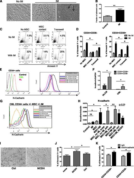 Figure 3. Role of N-cadherin in MSC-mediated protection of CML stem/progenitor cells from TKI treatment. (A) CML CD34+ cells cocultured on MSCs without IM (left) and with IM (right) adhered to and migrated underneath (right, arrowhead) MSCs. (B) The fraction of MSC-adherent CML CD34+ cells with or without IM. (C) Representative flow cytometry plots and (D) graphs showing apoptosis of CML CD34+ cells (C) and CD34+CD38+ and CD34+CD38− cells (D) cultured without MSCs in a Transwell insert above MSC layers or in contact with MSCs in the absence or presence of IM (n = 3). (E) Representative flow cytometry plots showing N-cadherin expression on CML and normal CD34+, CD34+CD38−, and CD34+CD38+ cells. (F) N-cadherin mRNA levels in CML and normal CD34+CD38− and CD34+CD38+ cells (n = 3 CML patients and 3 healthy controls). (G) Representative flow cytometry plots showing N-cadherin expression on CML CD34+ cells cultured with and without IM and with or without MSCs. (H) N-cadherin mRNA levels in CML CD34+ cells cultured with and without IM in the presence or absence of MSCs (left), in adherent (adh) and nonadherent suspension (susp) cells, and in cells treated with an N-cadherin blocking (NCDH) and NCDH control peptide (right) (n = 3). (I) Reduced adhesion of CML CD34+ cells to MSCs in the presence of NCDH peptides. (J) Apoptosis of IM-treated CML CD34+ cells cocultured with MSCs in the presence of NCDH or control peptides (n = 3). (K) Apoptosis of IM-treated CML CD34+CD38− and CD34+CD38+ cells cocultured with MSCs and N-cadherin blocking or isotype control antibodies (n = 3). ns, not significant. *P < .05; **P < .01.