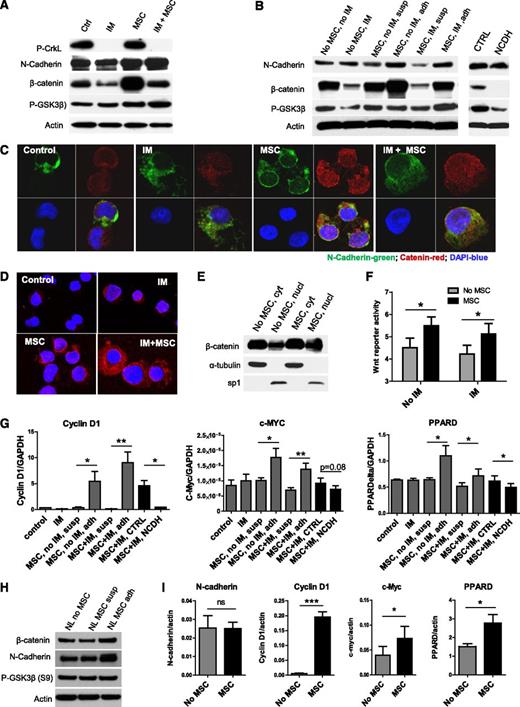 Figure 4. Enhanced Wnt–β-catenin signaling in TKI-treated CML stem/progenitor cells cocultured with MSCs. (A) Western blotting for P-Crkl, N-cadherin, β-catenin, P-GSK3β (S9), and actin in CML CD34+ cells cultured with and without MSCs and with and without IM treatment. (B) Western blotting for N-cadherin, β-catenin, P-GSK3β (S9), and actin in CML CD34+ cells and MSC-adherent and MSC-nonadherent CML CD34+ cells with and without IM treatment, and in CML CD34+ cells cocultured with MSCs and IM and NCDH or control peptide as shown. (C) Immunofluorescence microscopy of CML CD34+ cells labeled with antibodies to N-cadherin (green) and β-catenin (red) following culture as shown. Nuclei were labeled with 4,6 diamidino-2-phenylindole (DAPI; blue). Results shown are representative of 100 cells analyzed per slide. (D) N-cadherin and β-catenin protein–protein interactions were evaluated by using Duolink in situ PLA technology. Protein interactions are visualized as red dots. (E) Cytoplasm (cyt) and nuclear (nucl) fractions from CML CD34+ cells cultured with and without MSCs were analyzed by western blotting for β-catenin, α-tubulin, and sp1. (F) Wnt–β-catenin–related transcriptional activity was evaluated by using an improved TOPFlash reporter system in CML CD34+ cells cultured as shown. (G) Q-PCR analysis for mRNA expression of the Wnt–β-catenin target genes cyclin-D1, c-Myc, and peroxisome proliferator-activated receptor delta (PPARD) in CML CD34+ cells cultured as shown. (H) Western blotting for β-catenin, N-cadherin, P-GSK3β (S9), and actin in normal CD34+ cells cultured with and without MSCs. (I) Q-PCR analysis for mRNA expression of N-cadherin, β-catenin and Wnt–β-catenin target genes cyclin-D1, c-Myc, and PPARD in normal CD34+ cells cultured as shown. GAPDH, glyceraldehyde 3-phosphate dehydrogenase; ns, not significant. n = 3. *P < .05; **P < .01; ***P < .001.