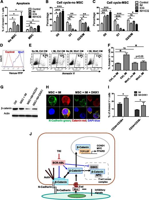 Figure 6. Role of Wnt–β-catenin signaling in MSC-mediated protection of CML stem/progenitor cells from TKI treatment. (A) Apoptosis of CML CD34+ cells treated with IM (5 µM), ICG001 (5 µM), or IM plus ICG001 in the absence and presence of MSCs. Cell cycle of CML CD34+ cells treated with IM, ICG001, or IM plus ICG001 in the absence (B) and presence (C) of MSCs. (D) CML CD34+ cells were exposed to CM from Wnt1-transfected cells and Wnt reporter activity measured after 2 days. (E) Flow cytometry plots and (F) graph showing apoptosis of CML CD34+ cells cocultured with Wnt1-CM with or without IM treatment. (G) β-catenin protein expression and (H) nuclear localization of β-catenin in IM-treated CML CD34+ cells after addition of Wnt receptor antagonist DKK1(1 µg/mL). Results shown are representative of 100 cells analyzed per slide. (I) Apoptosis of IM-treated CML CD34+ cells cocultured with MSCs in the presence and absence of DKK1. (J) Proposed Wnt–β-catenin and N-cadherin interactions in CML CD34+ cells treated with TKI in the presence of MSCs. TKI treatment stabilizes β-catenin by reducing β-catenin phosphorylation, increasing N-cadherin–mediated adhesion to MSCs, and enhancing N-cadherin–β-catenin interaction. Wnt proteins secreted by MSCs activate β-catenin signaling in MSC-adherent CML stem/progenitor cells, leading to enhanced nuclear translocation of β-catenin and transcription of target genes. Complex formation with N-cadherin in MSC-adherent CML stem/progenitor cells may protect β-catenin from degradation and provide a β-catenin pool that can be activated by exogenous Wnt ligands. MSC-induced N-cadherin and Wnt–β-catenin signaling protects and preserves CML stem/progenitor cells from TKI treatment. ns, not significant. n = 3. *P < .05.
