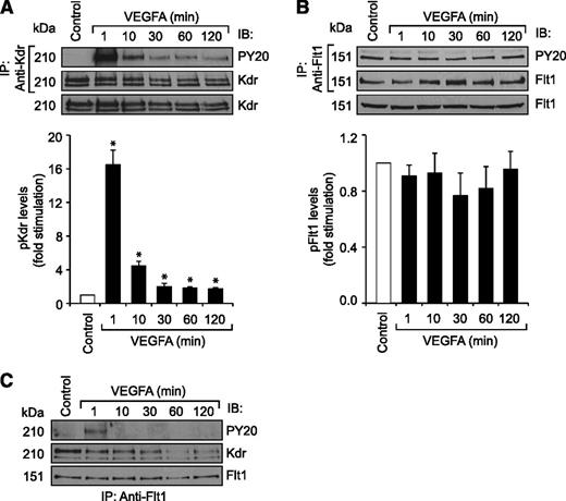 Figure 1. VEGFA stimulates Kdr but not Flt1 tyrosine phosphorylation in HRMVECs. (A,B) Quiescent HRMVECs were treated with and without VEGFA (40 ng/mL) for the indicated time periods and cell extracts were prepared. An equal amount of protein from the control and each treatment group was immunoprecipitated with anti-Kdr or anti-Flt1 antibodies and the immunocomplexes were analyzed by western blotting using anti-PY20, anti-Kdr, or anti-Flt1 antibodies. An equal amount of protein from control and each treatment was also analyzed by western blotting for total Kdr and Flt1 levels using their specific antibodies. (C) All the conditions were the same as in panel A except that an equal amount of protein from the control and each treatment group was immunoprecipitated with anti-Flt1 antibodies. The immunocomplexes were analyzed by western blotting using anti-PY20 antibodies, and the blot was reprobed sequentially with anti-Kdr and anti-Flt1 antibodies. The bar graphs represent the quantitative analysis of 3 independent experiments. The values are presented as mean ± SD. *P < .01 vs control. Anti-PY20 antibodies, phosphotyrosine antibodies.