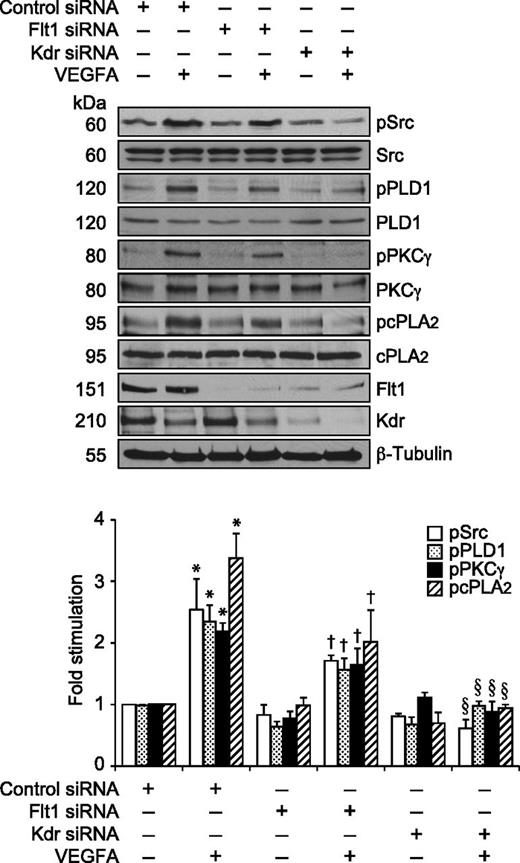 Figure 2. Kdr but not Flt1 mediates VEGFA-induced Src-PLD1-PKCγ-cPLA2 activation in HRMVECs. HRMVECs transfected with control, Kdr, or Flt1 siRNA (100 nM) and quiesced were treated with and without VEGFA (40 ng/mL) for 30 minutes and cell extracts were prepared. An equal amount of protein from the control and each treatment group was analyzed for pSrc, pPLD1, pPKCγ, and pcPLA2 levels using their phosphospecific antibodies. The blots were reprobed with anti-Src, anti-PLD1, anti-PKCγ, anti-cPLA2, anti-Flt1, anti-Kdr, and anti-β-tubulin antibodies for normalization. The bar graph represents the quantitative analysis of 3 independent experiments. The values are presented as mean ± SD. *P < .01 vs control siRNA; †P < .05 vs control siRNA + VEGFA; §P < .01 vs control siRNA + VEGFA.
