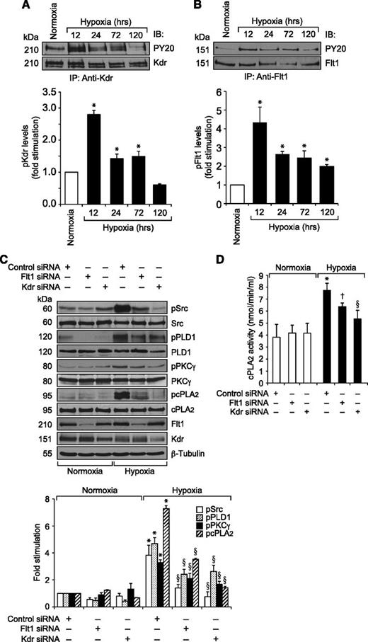 Figure 4. Both Kdr and Flt1 mediate hypoxia-induced Src-PLD1-PKCγ-cPLA2 activation in the mouse retina. (A,B) C57BL/6 mice pups were exposed to 75% oxygen from P7 to P12, at which time they were returned to normoxia to develop relative hypoxia. At the indicated time periods of hypoxia, their eyes were enucleated and retinas isolated, and tissue extracts were prepared. An equal amount of protein from normoxic and various periods of hypoxic retinal extracts was immunoprecipitated with anti-Kdr or anti-Flt1 antibodies, and the immunocomplexes were analyzed by western blotting using anti-PY20 antibodies. The blots were reprobed with anti-Kdr or anti-Flt1 antibodies for normalization. (C) After exposure to hyperoxia, mice pups were returned to normoxia and administered 1 μg/0.5 μL control, Kdr, or Flt1 siRNA at P12 and P13 by intravitreal injections. At P15, retinas were isolated and extracts prepared and analyzed by western blotting for pSrc, pPLD1, pPKCγ, and pcPLA2 levels using their phosphospecific antibodies. The blots were reprobed with anti-Src, anti-PLD1, anti-PKCγ, anti-cPLA2, anti-Flt1, anti-Kdr, or anti-β-tubulin antibodies for normalization or to show the effect of siRNAs on their target molecules. (D) All the conditions were the same as in panel C except that the retinal extracts were analyzed for cPLA2 activity. The bar graphs represent the quantitative analysis of 3 independent experiments. The values are presented as mean ± SD. *P < .01 vs normoxia or control siRNA; †P < .05 vs control siRNA + hypoxia; §P < .01 vs control siRNA + hypoxia.