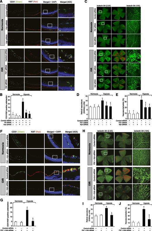 Figure 5. Downregulation of Kdr or Flt1 levels blocks hypoxia-induced retinal EC proliferation and neovascularization. (A) After exposure to 75% oxygen, the mice pups were returned to normoxia, administered 1 μg/0.5 μL control, Kdr, or Flt1 siRNA at P12 and P13 by intravitreal injections, and the retinas were isolated at P15 and fixed; cross-sections were made and analyzed by immunofluorescence staining for CD31 and Ki67. The right column shows the higher magnification (×40) of the selected areas (rectangular boxes) of the images shown in the left column. (B) Retinal EC proliferation was measured by counting CD31- and Ki67-positive cells that extended anterior to the inner limiting membrane per section (n = 6 eyes, 3 sections/eye). (C) All the conditions were the same as in panel A except that intravitreal injections of control, Kdr, or Flt1 siRNAs were given at P12, P13, and P15, and at P17 the mice pups were anesthetized, sacrificed, and enucleated, and retinas were isolated and stained with isolectin B4; flat mounts were made and examined for retinal neovascularization. Retinal vascularization is shown in the first row. Neovascularization is highlighted with red in the second row. The third row shows selected rectangular areas of the images shown in the first row under ×10 original magnification. (D-E) Retinal vascularization (D) and the neovascularization (E) were determined as described in “Materials and methods.” (F-J) All the conditions were the same as in panels A-E, respectively, except that mice pups were administered with Kdr and Flt1 siRNA simultaneously at 1 μg each in a total volume of 0.5 μL/eye. The bar graphs represent the quantitative analysis of 6 retinas. The values are presented as mean ± SD. *P < .01 vs normoxia + control siRNA; §P < .01 vs hypoxia + control siRNA.
