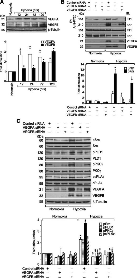 Figure 7. Hypoxia-induced Src-PLD1-PKCγ-cPLA2 activation requires the production of both VEGFA and VEGFB. (A) An equal amount of protein from normoxic or various time periods of hypoxic retinal extracts was analyzed by western blotting for VEGFA and VEGFB levels using their respective antibodies. The blot was reprobed with anti-β-tubulin antibodies for normalization. (B) All the conditions were the same as in Figure 4C except that the mice pups were administered with control, VEGFA, or VEGFB siRNA at P10 and P11 by intravitreal injections, and at P12 the pups were returned to normoxia. After 12 hours the retinas were isolated, extracts prepared, and an equal amount of protein from normoxic and hypoxic retinas was immunoprecipitated with anti-PY20 antibodies; the immunocomplexes were analyzed by western blotting for Flt1 and Kdr using their specific antibodies. An equal amount of protein from normoxic and hypoxic retinas was also analyzed by western blotting for Flt1, Kdr, VEGFA, and VEGFB levels using their specific antibodies. (C) All the conditions were the same as in Figure 4C except that VEGFA or VEGFB siRNAs were administered at P12 and P13 and retinal extracts were analyzed for phosphorylation of Src, PLD1, PKCγ, and cPLA2 using their phosphospecific antibodies. The blots were reprobed with anti-Src, anti-PLD1, anti-PKCγ, anti-cPLA2, anti-VEGFA, anti-VEGFB, or anti-β-tubulin antibodies either for normalization or to show the downregulation of VEGFA and VEGFB by their respective siRNAs. The bar graphs in panels A-C represent the quantitative analysis of 3 independent experiments. The values are presented as mean ± SD. *P < .01 vs normoxia + control siRNA; †P < .05 vs hypoxia + control siRNA; §P < .01 vs hypoxia + control siRNA.