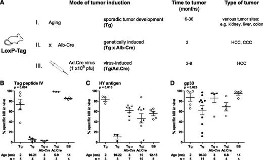 Figure 1. Sporadic, but not virus-induced immunogenic tumors cause general CTL hyporesponsiveness in vivo. (A) Three mouse models of SV40 large T tumor antigen (Tag)-driven cancer development. (i) Sporadic tumor development resulting from genetic or epigenetic events in individual cells. (ii) Tissue-specific expression of Cre recombinase by the albumin promoter induces hepatocellular carcinoma (HCC). (iii) HCC develops after infection with Cre recombinase-expressing adenoviruses (Ad.Cre). (B-D) CTL activities against Tag and 2 tumor-unrelated antigens were analyzed after immunization. Tumor-bearing mice and control mice were immunized with Tag+ 16.113 tumor cells, male splenocytes (female mice only), or MC57-gp33-Hi tumor cells. The percentage of specific killing in vivo is indicated. (B) In vivo cytotoxicity toward Tag peptide IV (pIV) was analyzed in young LoxP-Tag mice (Tg, 2 months), LoxP-Tag mice bearing sporadic tumors (Tg; HCC n = 2, other n = 2), HCC-bearing LoxP-Tag × Alb-Cre mice (Tg × Alb-Cre), Ad.Cre-infected LoxP-Tag mice bearing virus-induced HCC (Tg/Ad.Cre), and old C57BL/6 mice (B6, 14 months). (C) Analysis of CTL activity toward HY antigens in young Tg mice, Tg mice (kidney tumor n = 2, other n = 1), Tg × Alb-Cre mice, Tg/Ad.Cre mice, and old B6 mice. (D) In vivo cytotoxicity toward gp33 was analyzed in young Tg mice, Tg mice (kidney tumor n = 5, HCC n = 4, other n = 2), Tg × Alb-Cre mice, Tg/Ad.Cre mice, and old B6 mice. For each antigen, data were pooled from at least 2 independent experiments. Horizontal bars show means; error bars represent standard error of the mean (SEM). Overall significance for each graph was tested by Kruskal–Wallis 1-way analysis of variance.