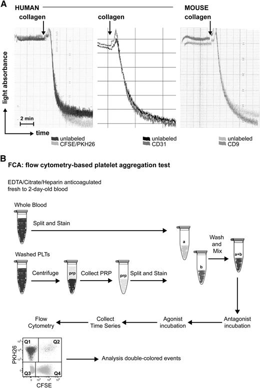 Figure 1. Effect of fluorescent labeling on platelet aggregation. (A) Light transmission aggregometry upon collagen stimulation of human platelets unlabeled or labeled with PKH26/CFSE (left), CD31 (middle), or mouse platelets unlabeled or labeled with CD9 (right). (B) Simplified scheme of FCA.
