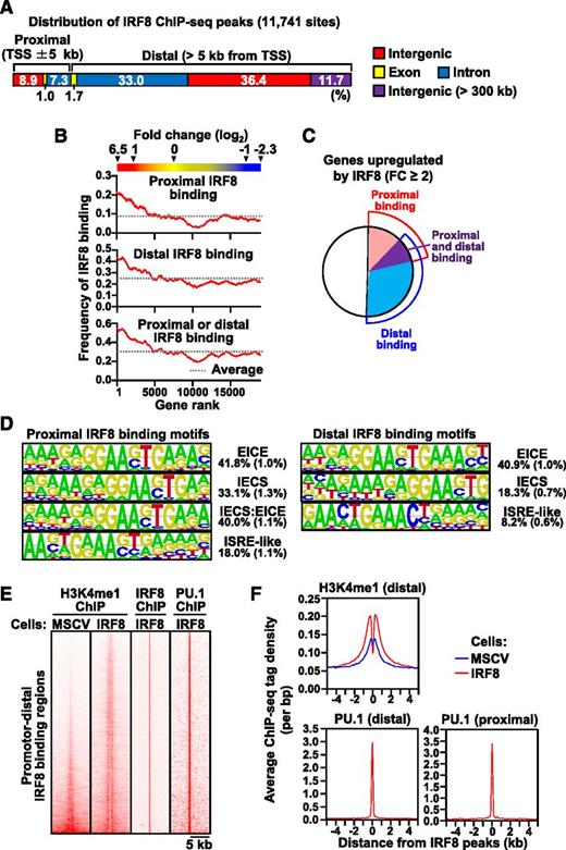 Figure 1. Genome-wide behavior of IRF8 during monocyte/macrophage differentiation. Tot2 cells were transduced with empty MSCV-puro or MSCV-IRF8-puro vectors. Transduced cells were selected by puromycin. (A) Summary of the locations of IRF8 ChIP-seq peaks in IRF8-transduced Tot2 cells. ChIP-seq for IRF8 was performed on day 3. (B) Correlation between IRF8 binding and gene expression changes. Gene expression profiling by microarray was performed in biological duplicates on day 4. Genes were ranked in order of fold induction by IRF8. The frequencies of the presence of promoter-proximal or -distal IRF8 ChIP-seq peak(s) per gene were calculated in a sliding window comprising 1000 ranked genes. (C) The frequencies of genes with promoter-proximal and/or -distal IRF8 binding among the IRF8-upregulated genes. FC indicates fold change. (D) De novo DNA motif analysis of promoter-proximal (left panel) and promotor-distal (right panel) IRF8 binding sites in IRF8-upregulated genes. Numbers indicate the percentage of the ChIP-seq peaks containing the motif. The background frequency is shown in parentheses. (E) Heatmaps of promoter-distal IRF8 binding, H3K4me1, and PU.1 binding. ChIP-seq analyses for H3K4me1 and PU.1 were performed on day 3. Each horizontal line represents the density of indicated ChIP-seq tags in the 10-kb region centered on the promoter-distal IRF8 peak summit. “Cells: MSCV” indicates MSCV-puro–transduced cells. “Cells: IRF8” indicates MSCV-IRF8-puro–transduced cells. (F) Cumulative H3K4me1 and PU.1 levels around IRF8 ChIP-seq peak positions. Histograms of averaged ChIP-seq tag densities are presented.