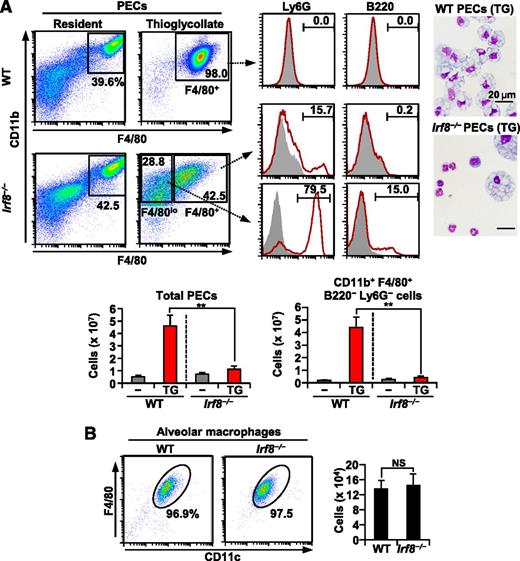 Figure 5. Inflammatory macrophages are severely diminished in Irf8−/− mice. (A) Peritoneal exudate cells (PECs) from WT and Irf8−/− mice 4 days after the intraperitoneal injection of TG. Representative data from flow cytometric analysis and Wright-Giemsa stains are shown in the upper panels. The absolute numbers of total PECs and CD11b+ F4/80+ B220− Ly6G− cells are shown in the bottom bar graphs. Values are mean ± standard deviation from three mice of each genotype. (B) Bronchoalveolar lavage cells. The absolute numbers of CD11c+ F4/80+ alveolar macrophages are shown in the bar graph. Values are mean ± standard deviation from four mice of each genotype. (**) P < .01 (Student t test). NS, not significant.