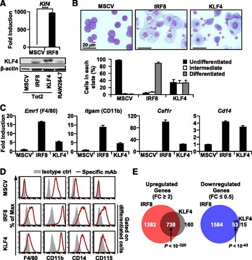 Figure 7. The IRF8-KLF4 axis regulates the development of monocytes. (A) Induction of KLF4 expression by IRF8. Tot2 cells transduced with empty MSCV-puro, MSCV-IRF8-puro, or MSCV-KLF4-FLAG-puro were analyzed by qRT-PCR in triplicate (mean ± standard deviation) and western blotting analysis on day 4. RAW264.7 cells were also loaded for comparison. Data are representative of three independent experiments with similar results. (***) P < .001 (Student t test). (B) Wright-Giemsa stains of Tot2 cells transduced with indicated MSCV. Cells were classified into three categories (differentiated, intermediate, and undifferentiated) on day 4 (mean ± standard deviation). (C) Induction of monocyte-related genes. Transcript levels were analyzed by qRT-PCR on day 4 as in (A). (D) Surface marker analysis. Cells on day 4 were stained with the indicated antibodies or isotype-matched control antibodies and analyzed by flow cytometry. Forward scatter (FSC)hi SSChi cells were gated to analyze differentiated cells. Data are representative of three independent experiments. (E) Venn diagram for the relationship between genes that displayed more than a 2-fold change in expression 2 days after transduction with IRF8 or KLF4. Gene expression profiling by microarray was performed in biological duplicates as in Figure 1. P values by Fisher’s exact test are indicated.