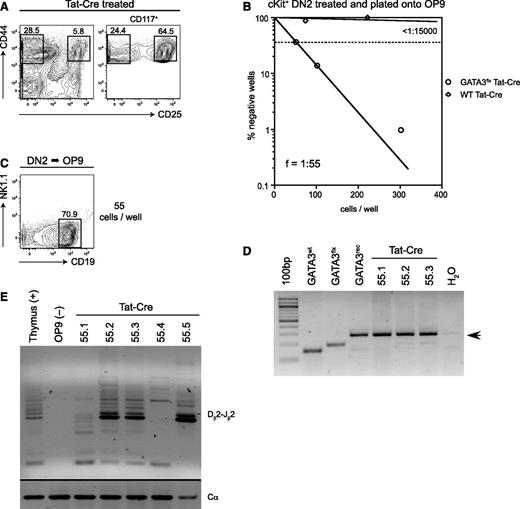 Figure 5. Conditional ablation of Gata3 in DN2 cells reveals their B-cell potential. (A) CD44 vs CD25 expression on Tat-Cre–treated CD117+ thymocytes derived from Gata3flx/flx mice are shown. Sort gates used to isolate CD44+CD25+ DN2 cells are indicated. (B) The graph shows limiting dilution and clonal frequency analysis of CD117+ DN2 cells from WT and Gata3flx/flx thymocytes after treatment with Tat-Cre and plating on OP9 stroma in the presence of IL-7 and Flt3L. Colony growth was scored at 1 week. (C) The representative B-cell colony results from the culture of Tat-Cre–treated Gata3flx/flx DN2 thymocytes (55 cells per well plated). (D) Molecular analysis of the Gata3 locus in CD19+ B-cell colonies was derived following conditional Gata3 ablation in DN2 thymocytes. (E) The analysis of TCR-Dβ2-Jβ2 rearrangements in B-cell colonies after the culture of Tat-Cre–treated Gata3flx/flx DN2 thymocytes is shown. DNA from the total thymus was used as a positive control, and OP9 stroma DNA was used as a negative control.
