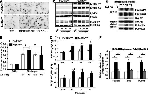 Figure 1. Ectopic expression of FcγRIIa in murine platelet enhances outside-in signaling initiated by platelet adhesion to immobilized fibrinogen. (A) Washed platelets from WT (FcγRIIaneg) and FcγRIIa transgenic (FcγRIIapos) mice were plated on BSA or fibrinogen-coated coverslips in the presence of apyrase (0.25 U/mL) and indomethacin (10μM) and allowed to spread for 45 minutes in the presence or absence of 10 μg/mL IV.3 Fab. After spreading, platelets were fixed, permeabilized, and stained with rhodamine-phalloidin to visualize F-actin. Images are representative of 3 independent experiments. (B) Platelet spreading was quantified using Metamorph software, with each bar representing the mean micrometers-squared ± SEM of at least 300 platelets. Note that FcγRIIapos platelets exhibit enhanced αIIbβ3-dependent spreading on fibrinogen, and preincubation of platelets with IV.3 Fab significantly inhibits FcγRIIapos platelet spreading on immobilized fibrinogen. (C-D) Washed platelets from WT and FcγRIIa transgenic mice were plated on BSA or fibrinogen-coated dishes and allowed to spread for 15, 30, or 45 minutes in the presence of apyrase (0.25 U/mL) and indomethacin (10μM). (C) After spreading, platelets were lysed and analyzed by western blotting with antibodies directed against either the antigen or phosphorylated forms of FcγRIIa, Syk, and PLCγ2. (D) Quantitation of the ratio of phosphorylated of Syk and PLCγ2 relative to total expression level. Results represent the mean ± SEM (n = 3 per group). Note that FcγRIIapos platelets show enhanced activation of Syk and PLCγ2 compared with FcγRIIaneg platelets. (E-F) Washed platelets from FcγRIIapos mice were plated on BSA- or fibrinogen-coated coverslips and allowed to spread for 45 minutes in the presence or absence of 10 μg/mL IV.3 Fab fragments. (E) FcγRIIa (top 2 panels) was analyzed after immunoprecipitation with mAb IV.3, while Syk and PLCγ2 (bottom 4 panels) were detected by western blot analysis of whole platelet detergent lysates. (F) Ratio of phosphorylated of Syk and PLCγ2 to total protein expression. Results represent the mean ± SEM (n = 3 per group). Note strong activation of FcγRIIa, Syk, and PLCγ2 after platelet binding to immobilized fibrinogen, and inhibition of this outside-in signaling circuit by IV.3 Fab. **P < .01, *P < .05.