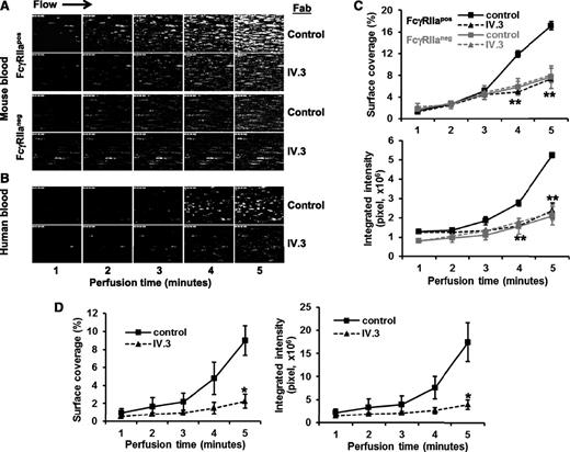 Figure 4. Inhibition of thrombus formation by the anti-FcγRIIa mAb, IV.3. Whole blood drawn from healthy human volunteers or mice was incubated with mepacrine to label the platelets and then perfused over microchannels that had been coated with a mixed matrix composed of 50 μg/mL type I collagen and 25 μg/mL fibrinogen. Blood samples contained either 10 ug/mL mAb IV.3 Fabs or an isotype-matched control Fab, as indicated. Blood was initially perfused at a high shear rate 2888 s−1 for 3 minutes, and then adjusted down to 880 s−1 for an additional 3 minutes to emulate partial wound closure. Epifluorescent microscopic images of platelet adhesion and thrombus formation were acquired in rea time at a frame rate of 1 frame per second. (A) Shown is 1 of 3 time-course experiments of thrombi formed from whole blood derived from WT FcγRIIaneg and FcγRIIapos mice. (B) Time-course images of thrombi formed using human blood. The experiment shown is representative of 3 such experiments performed using blood from 3 different donors. (C-D) Quantification of platelet thrombi formed was performed using Metamorph software. Results are expressed as the mean percentage of surface coverage or total integrated fluorescence intensity ± SEM (n ≥ 3 per group). Statistically significant differences between the means were determined using the Student t test. *P < .05, **P < .01. Note that thrombus formation of both human platelets (which are FcγRIIa-positive) and FcγRIIa-positive (but not FcγRIIaneg) murine platelets is markedly reduced in the presence of mAb IV.3 Fabs.