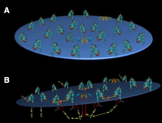 Figure 6. Schematic model of αIIbβ3/FcγRIIa signaling in platelets. (A) Top view. (B) Side view. The integrin, which outnumbers FcγRIIa by more than 20:1, is shown in its bent, inactive conformation, which is still capable of binding immobilized, multivalent fibrinogen molecules. Ligand-binding–induced cross-linking of adjacent integrins leads to trans-activation of integrin β-subunit cytoplasmic domain-associated Src family kinases, a subset of which happen to be proximal to the cytoplasmic domain of FcγRIIa ITAM tyrosine residues. Their phosphorylation creates a docking site for the tyrosine kinase Syk, thereby completing transmission of the activation signals initiated by fibrinogen binding to the extracellular domain of αIIbβ3.