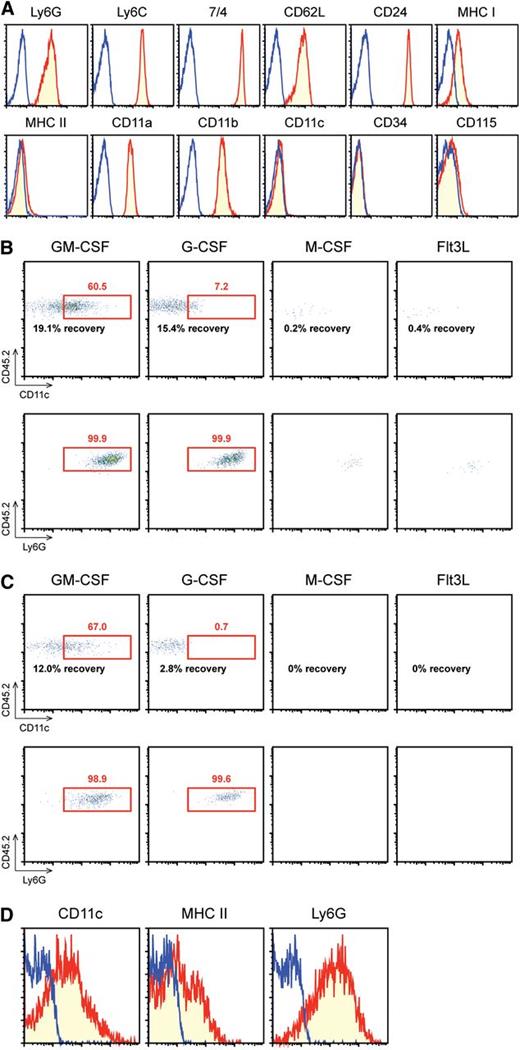 Figure 1. Purified band cells gain surface expression of CD11c and MHC II in GM-CSF–supplemented culture. (A) Gr-1high/CD48− band cells purified from BM of C57BL/6 mice (CD45.2) were examined for surface expression of the indicated markers. Blue lines indicate staining profiles with isotype-matched control IgG. (B-D) Band cells purified from C57BL/6 mice were cultured for 4 d (B) or 6 d (C) with BM feeder cells from B6 SJL mice (CD45.1) in the presence of GM-CSF, G-CSF, M-CSF, or Flt3L. The data show the expression profiles of CD11c (top panels) and Ly6G (bottom panels) within the CD45.2+ gated population and the recovery rates compared with the originally plated band cell number. (D) The data show the expression profiles of CD11c, MHC II, and Ly6G within the CD45.2+/CD45.1− gated population harvested on d 6 from GM-CSF–supplemented co-cultures. Data are representative of at least 3 independent experiments.