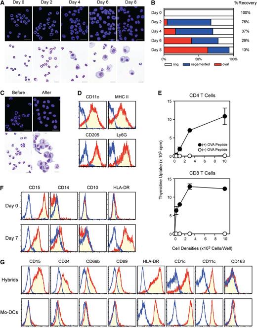 Figure 2. Differentiation of band cells into neutrophil-DC hybrids in culture. (A-B) Gr-1high/CD48− band cells purified from C57BL/6 mice were cultured with GM-CSF in the presence of crude BM feeder cells from B6 SJL mice. (A) CD45.2+/CD45.1− populations purified at the indicated time points were analyzed for nuclear shape (top panels) and morphology (bottom panels; bar represents 20 μm). (B) Changes in nuclear shape were examined by analyzing >2000 cells/time point after nuclear staining. Recovery rates of viable CD45.2+/CD45.1− cells relative to the originally plated cell numbers are shown on the right. (C-E) Crude BM cells from CD45.2 mice were cultured for 2 d with GM-CSF. Gr-1high/CD48− band cells were purified from these precultures and then co-cultured with BM feeder cells from CD45.1 mice in the presence of GM-CSF for an additional 6 d. (C) The starting population (left) and the CD45.2+/CD45.1− population purified from the co-culture (right) were analyzed for nuclear shape and morphology. The latter population was also examined for surface phenotype (D) and APC function to present OVA peptides to OT-II CD4 or OT-I CD8 T cells (means ± SD from triplicate cultures) (E). (F) CD15+/CD10−/CD64−/CD14− band cells purified from human BM samples were examined for the surface phenotype before (top) and after culturing for 7 d in the presence of GM-CSF, TNFα, and IL-4 (bottom). (G) The above-band cell population (top) and the CD14+ monocyte population purified from the same human BM samples (bottom) were cultured for 7 d in parallel and then examined for surface phenotype. Data are representative of 3 independent experiments.