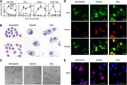 Figure 3. Characterization of neutrophil-DC hybrids purified from crude BM culture. (A) BM cells from C57BL/6 mice were cultured with GM-CSF, Flt3L, or no added growth factor for the indicated periods, and resulting populations were examined for the expression of CD11c, Ly6G, and B220. The data show the numbers of total cells, CD11c+/Ly6G− DCs, Ly6G+/CD11c+ neutrophil-DC hybrids, and B220+/CD11c+ pDCs (means ± SD from triplicate cultures). (B-E) Ly6G+/CD11c−/MHC II− neutrophils, Ly6G+/CD11c+/MHC II+ neutrophil-DC hybrids, and Ly6G−/CD11c+/MHC II+ traditional DCs were purified on d 6 from GM-CSF–supplemented BM culture. These populations were examined under light microscopy after HEMA-3 staining (B), under differential interference contrast microscopy (C), or under confocal microscopy after staining with phalloidin and antivinculin mAb (D) or with anti-MPO mAb (E). All the images are representative of at least 3 independent experiments (bar represents 20 μm). Time-lapse images recorded under differential interference contrast microscope are shown in supplemental Video 1.