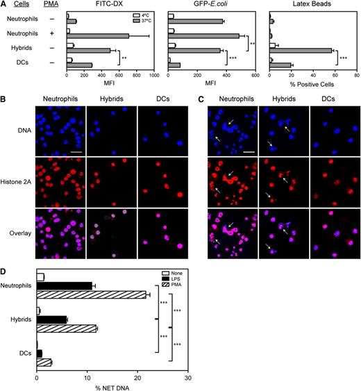 Figure 4. Neutrophil-DC hybrids retain functionality as professional phagocytes. (A) Cells harvested from GM-CSF–supplemented BM culture (d 6) were incubated for 30 min at 4°C or 37°C with FITC-DX, live E. coli expressing GFP, or fluorescent beads and then examined for the mean fluorescence intensity (MFI) or percent bead+ cells within the Ly6G+/CD11c− neutrophil, Ly6G+/CD11c+ hybrid, and Ly6G−/CD11c+ traditional DC populations. Some samples were tested after a 2-h pretreatment with PMA (100 nM). (B-D) Ly6G+/CD11c−/MHC II− neutrophils, Ly6G+/CD11c+/MHC II+ neutrophil-DC hybrids, and Ly6G−/CD11c+/MHC II+ traditional DCs purified from GM-CSF–supplemented BM culture (d 6) were examined for NET formation. The purified samples were incubated for 2 h with phosphate-buffered saline alone (B) or PMA (C) on cover slips and then stained for DNA and histone 2A. Arrows indicate NET-forming cells (bar represents 20 μm). The same images are shown at a higher magnification in supplemental Figure 11. (D) The purified samples were incubated for 2 h with phosphate-buffered saline alone, LPS, or PMA and then examined for the magnitudes of NET formation by measuring DNA release (means ± SD from triplicate cultures). Data are representative of 2 independent experiments. **P < .01, ***P < .001 between the indicated samples.